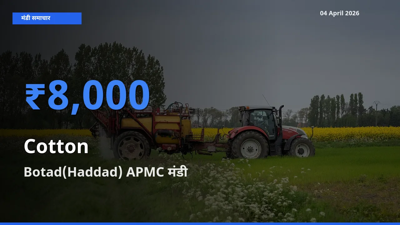 आज कपास के सबसे ज़्यादा दाम Botad(Haddad) APMC मंडी में दर्ज