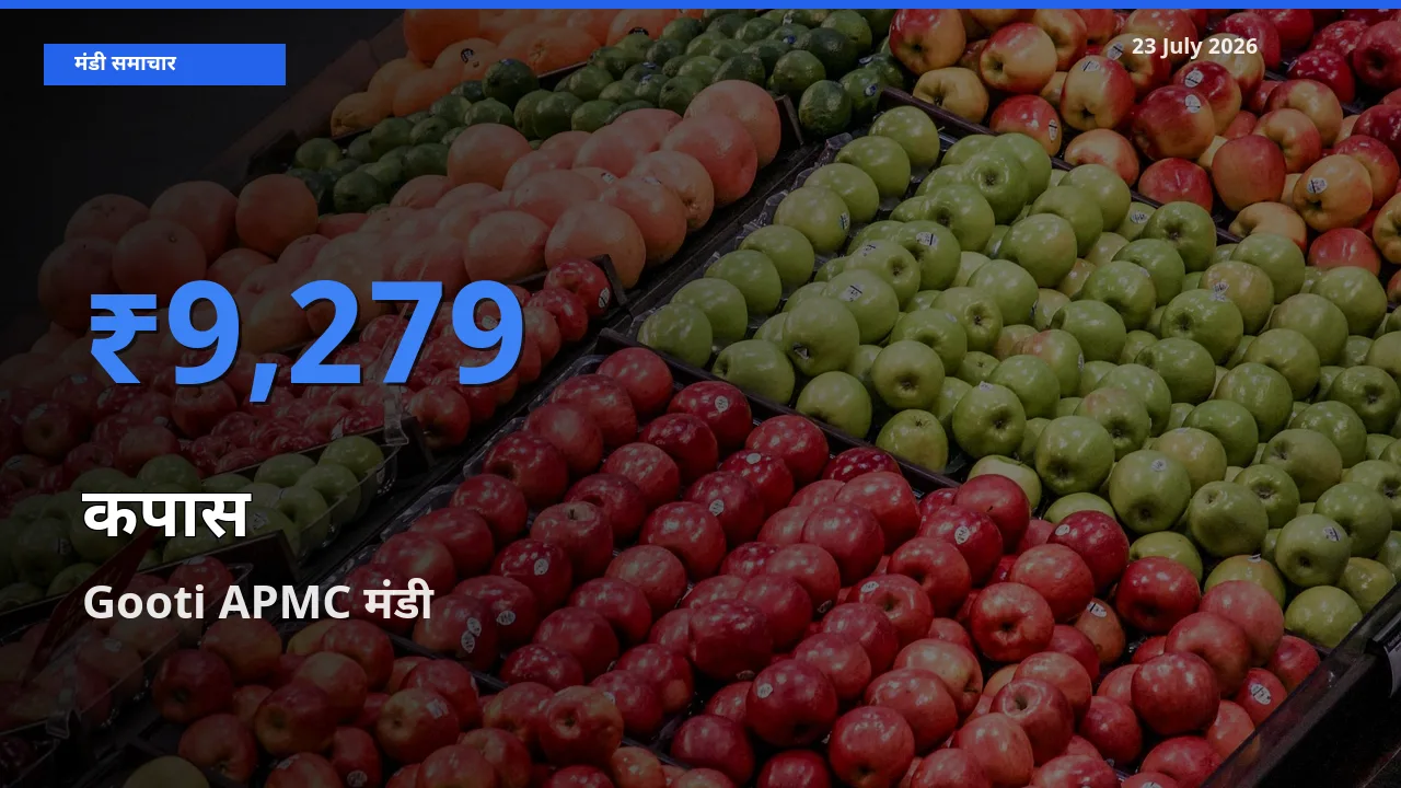 Gooti APMC मंडी में कपास ₹9,279 पर पहुँचा – आज का सर्वोच्च भाव