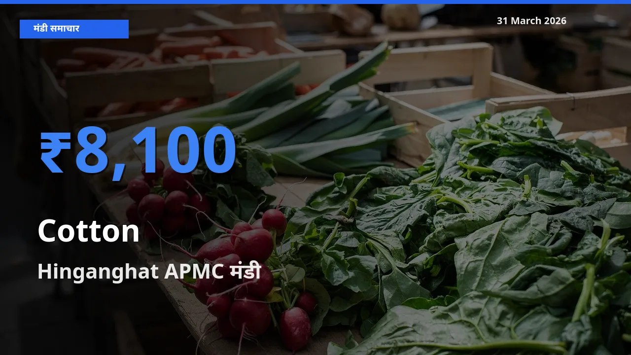 टॉप मंडी बना Hinganghat APMC! कपास के सबसे ऊँचे दाम यहीं दर्ज