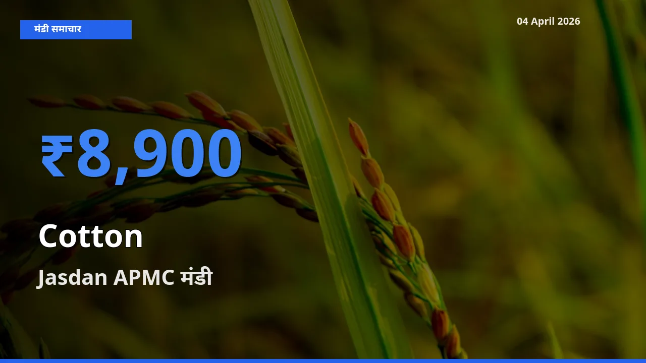 आज कपास के सबसे ऊँचे दाम ₹8,900 Jasdan APMC मंडी में
