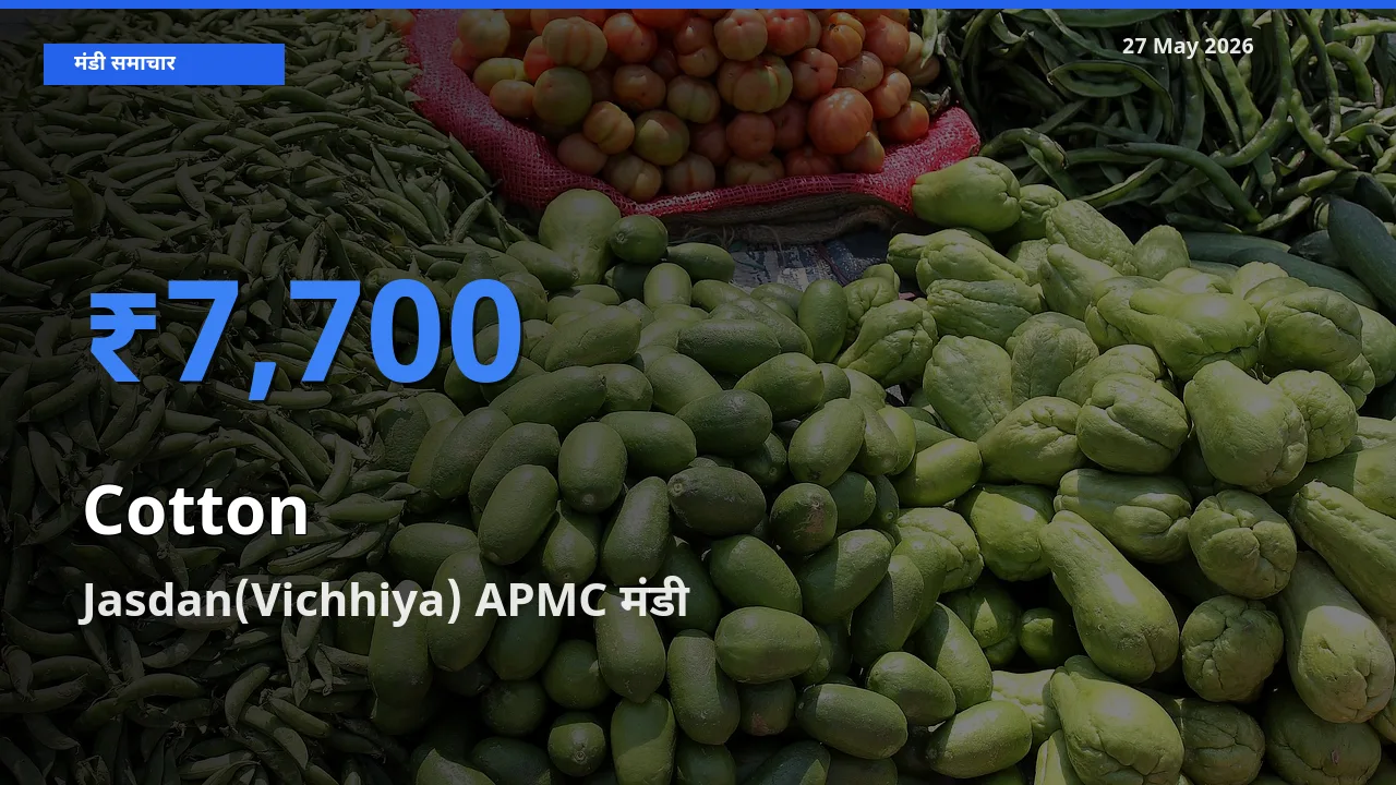 आज कपास के सबसे ज़्यादा दाम Jasdan(Vichhiya) APMC मंडी में दर्ज
