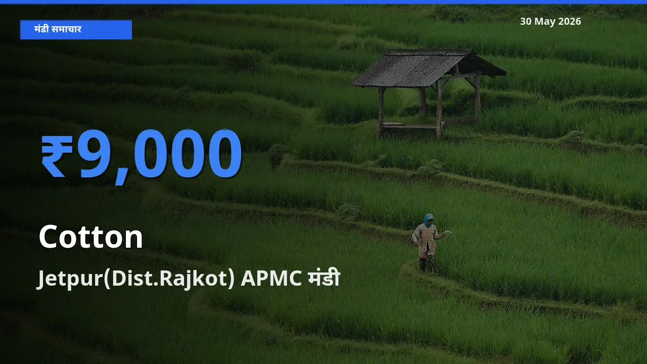 आज कपास के सबसे ऊँचे दाम ₹9,000 Jetpur(Dist.Rajkot) APMC मंडी में