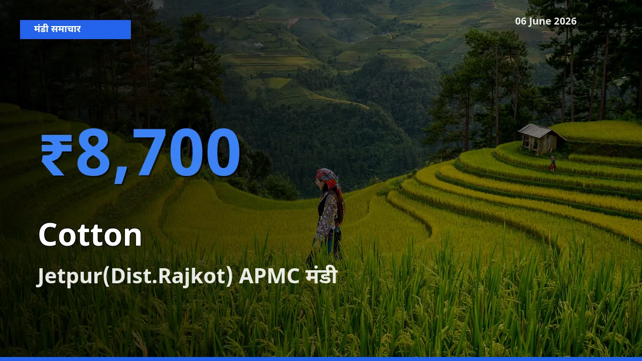 आज का मंडी भाव: कपास के सबसे ज़्यादा दाम Jetpur(Dist.Rajkot) APMC में