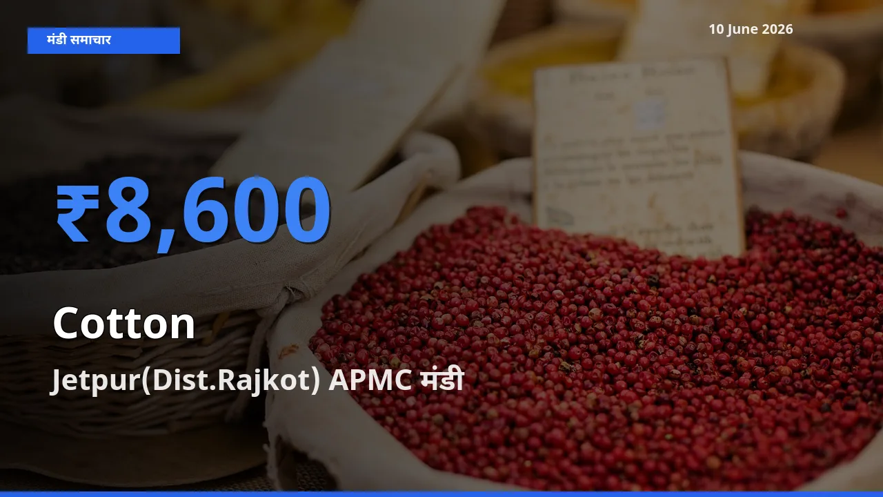 Jetpur(Dist.Rajkot) APMC मंडी में आज कपास के सबसे ऊँचे दाम दर्ज