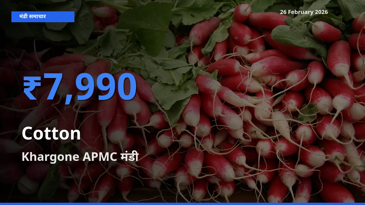 26 February अपडेट: Cotton के सबसे ऊँचे दाम Khargone APMC मंडी में