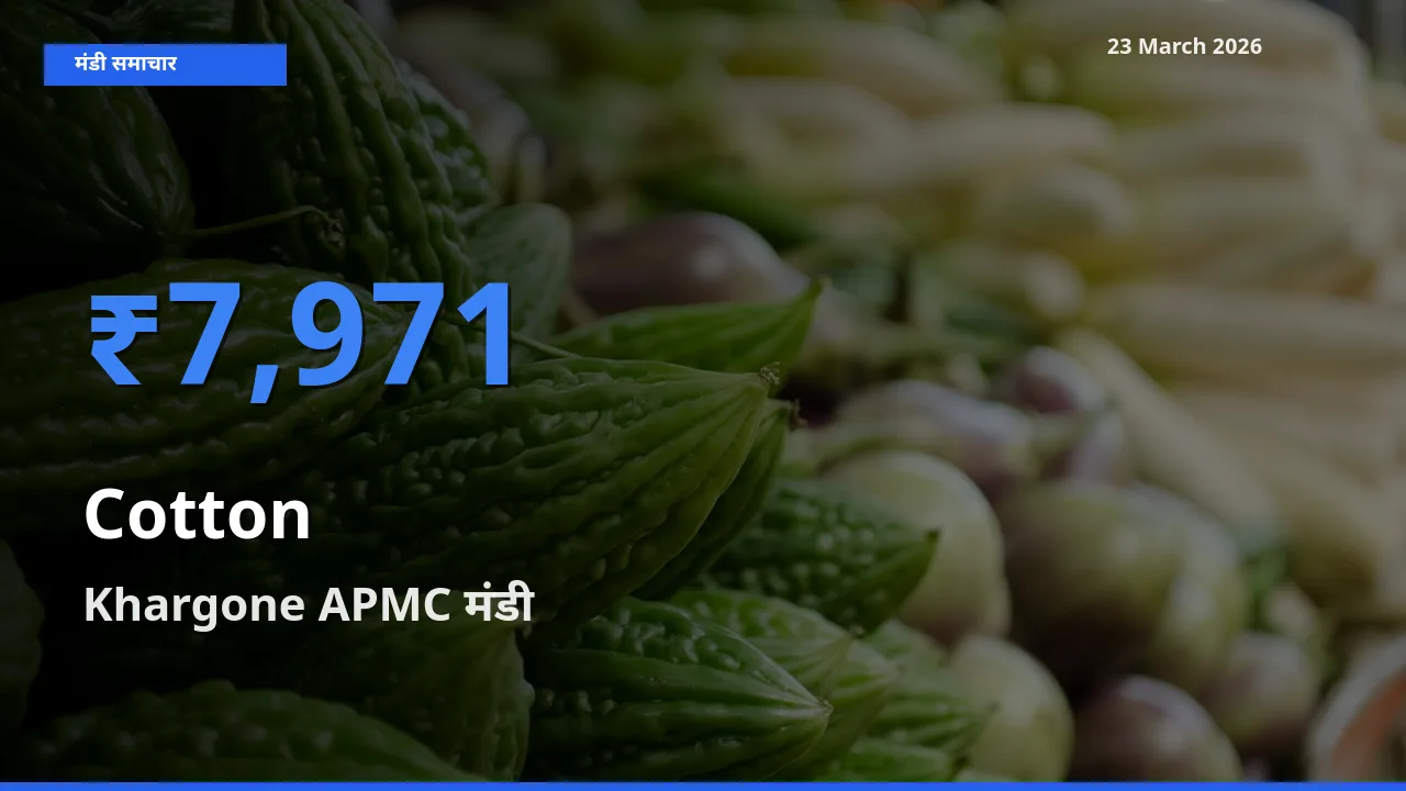 किसानों की पसंद बना Khargone APMC, कपास के सबसे अच्छे दाम