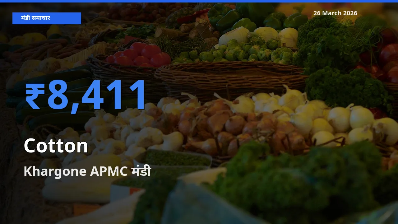 26 March अपडेट: कपास के सबसे ऊँचे दाम Khargone APMC मंडी में