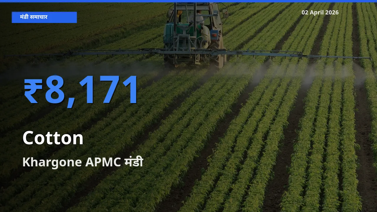 Khargone APMC मंडी में कपास ₹8,171 पर पहुँचा – आज का सर्वोच्च भाव