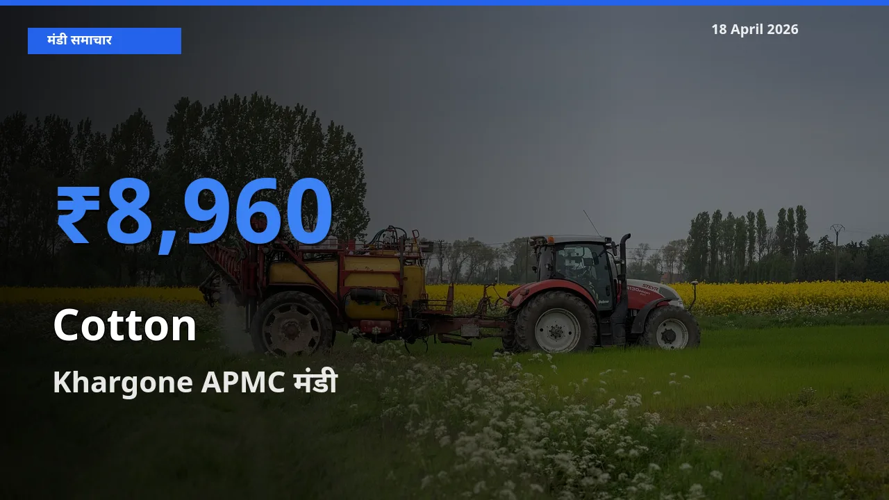 आज कपास के सबसे ऊँचे दाम ₹8,960 Khargone APMC मंडी में