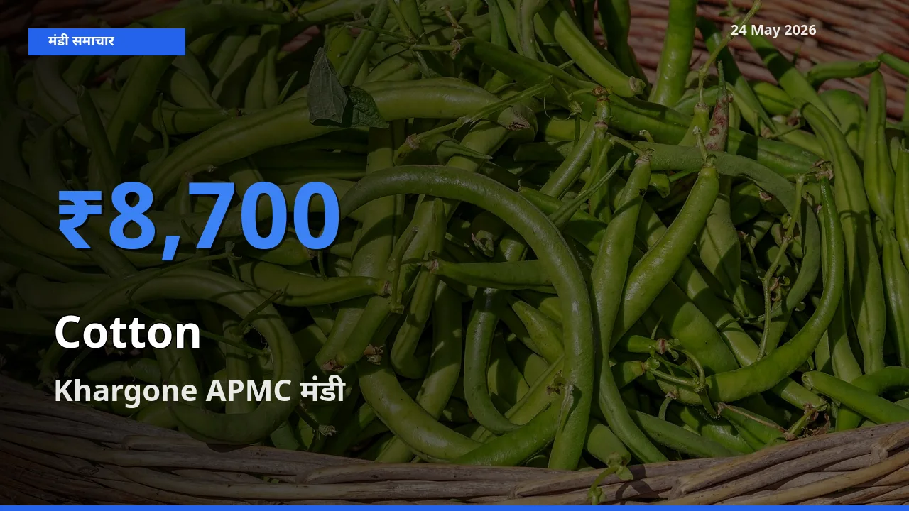 किसानों की पसंद बना Khargone APMC, कपास के सबसे अच्छे दाम
