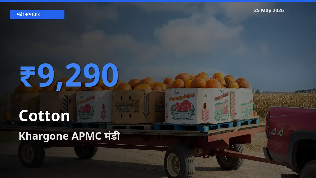 आज कपास के सबसे ज़्यादा दाम Khargone APMC मंडी में दर्ज