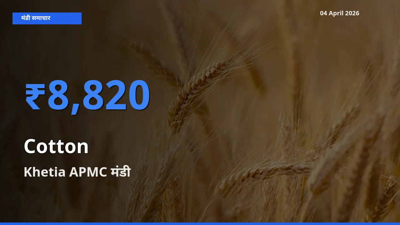 आज का मंडी भाव: कपास के सबसे ज़्यादा दाम Khetia APMC में
