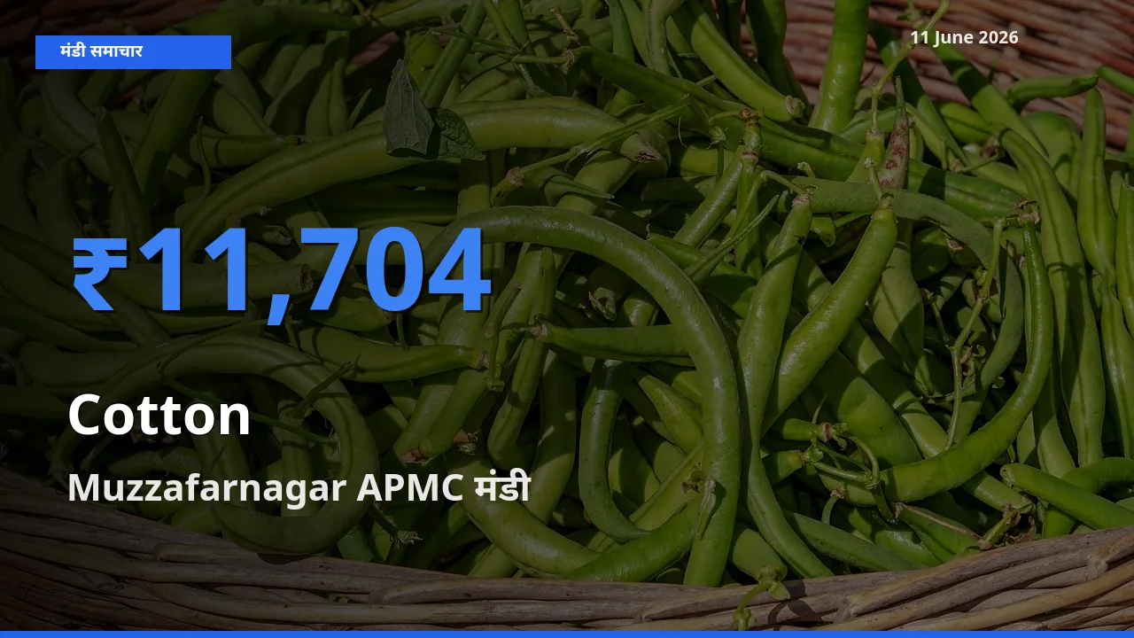 आज कपास के सबसे ज़्यादा दाम Muzzafarnagar APMC मंडी में दर्ज