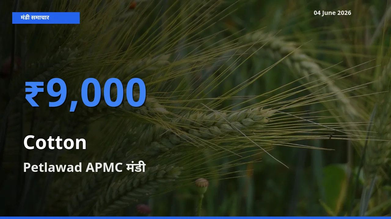 Petlawad APMC मंडी में कपास ₹9,000 पर पहुँचा – आज का सर्वोच्च भाव