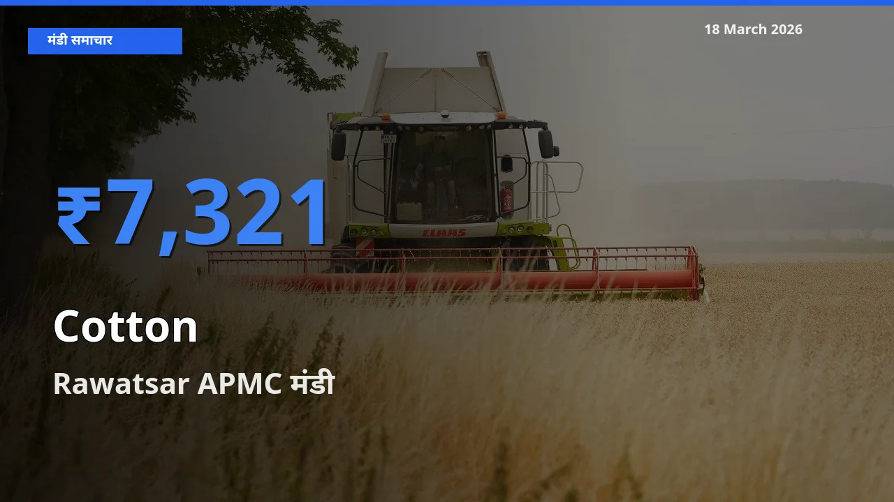 18 March अपडेट: कपास के सबसे ऊँचे दाम Rawatsar APMC मंडी में