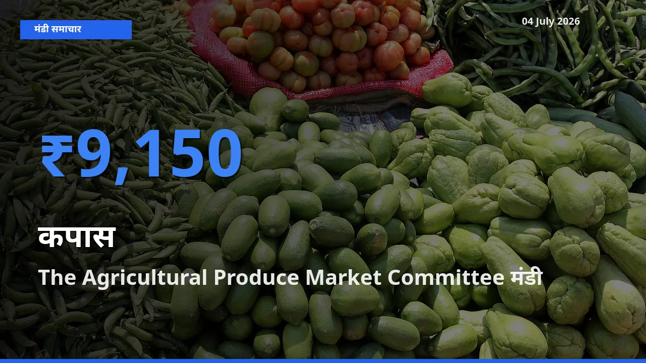 The Agricultural Produce Market Committee मंडी में आज कपास के सबसे ऊँचे दाम दर्ज