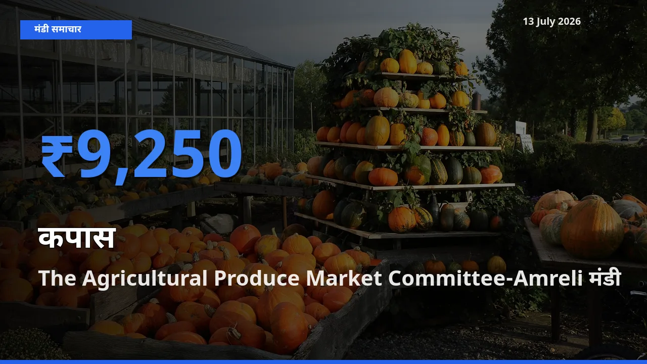 किसानों की पसंद बना The Agricultural Produce Market Committee-Amreli, कपास के सबसे अच्छे दाम