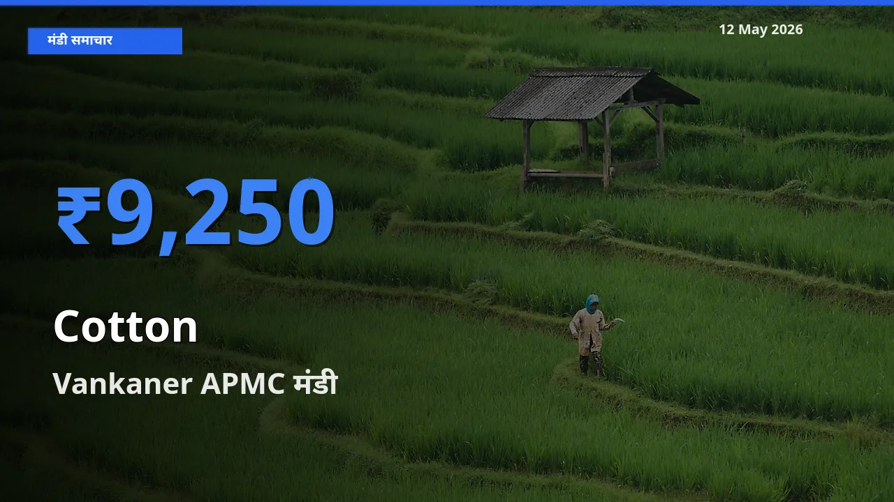 आज कपास के सबसे ऊँचे दाम ₹9,250 Vankaner APMC मंडी में