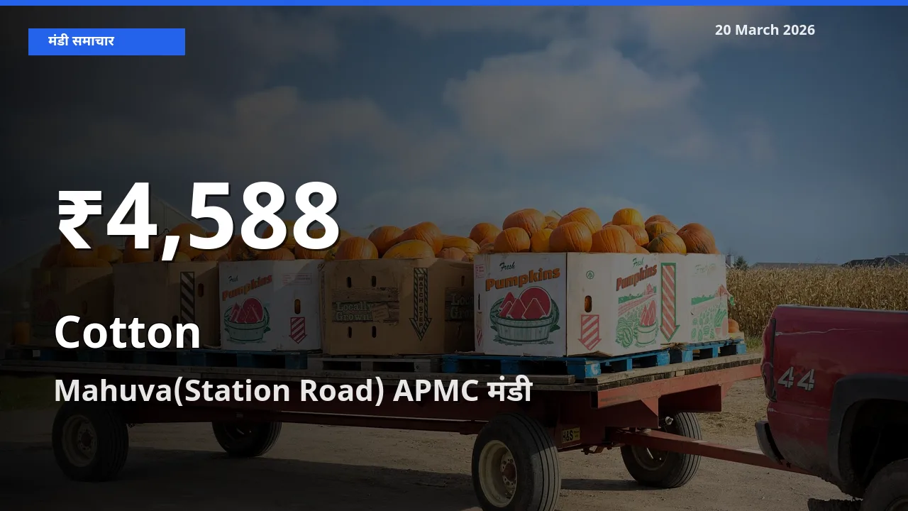 Mahuva(Station Road) APMC में कपास ₹4,588 पर गिरा – 30 दिन का न्यूनतम भाव
