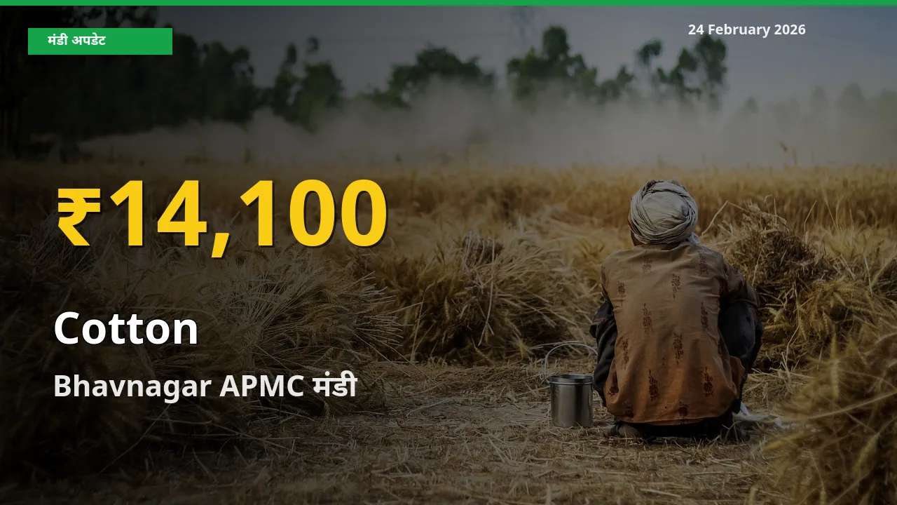 रिकॉर्ड तेज़ी! Bhavnagar APMC में Cotton ₹14,100 पर पहुँचा