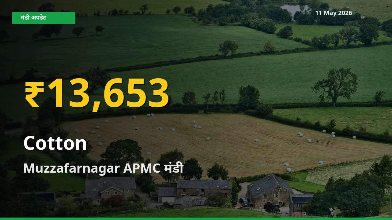 11 May अपडेट: Muzzafarnagar APMC में कपास के दाम रिकॉर्ड स्तर पर
