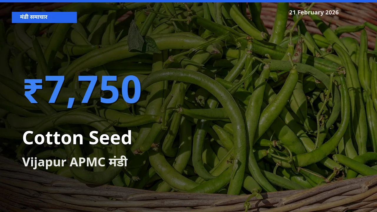 21 February अपडेट: Cotton Seed के सबसे ऊँचे दाम Vijapur APMC मंडी में