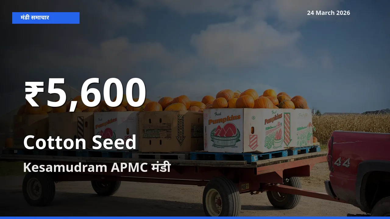 आज का मंडी भाव: Kesamudram APMC में कपास का बीज 30 दिन के सबसे कम स्तर पर