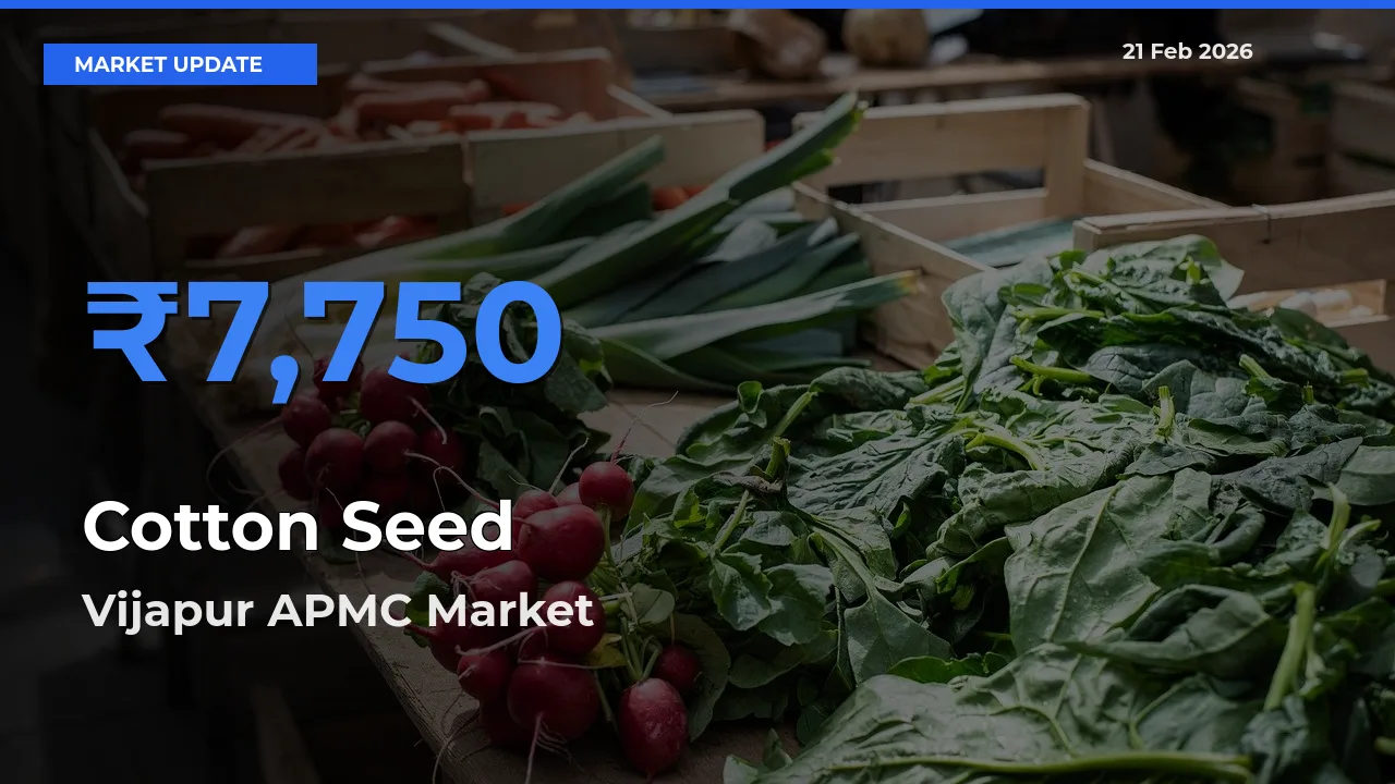 Cotton Seed Mandi Rate Today: Vijapur APMC Tops the List