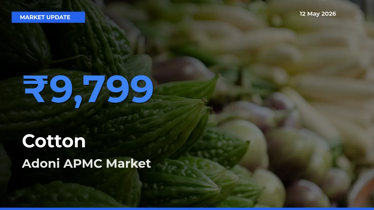 Cotton Mandi Rate Today: Adoni APMC Tops the List