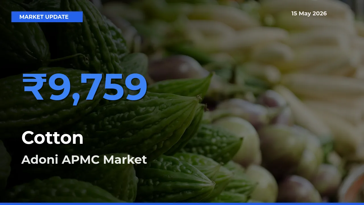 Adoni APMC Tops Cotton Rates – May 15 Market Update