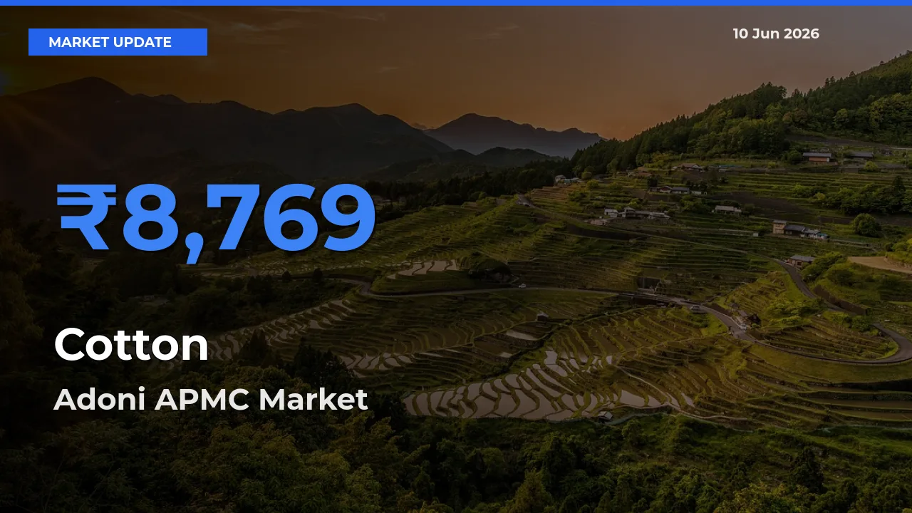 Adoni APMC Offers ₹8,769 – Highest Cotton Rate Today