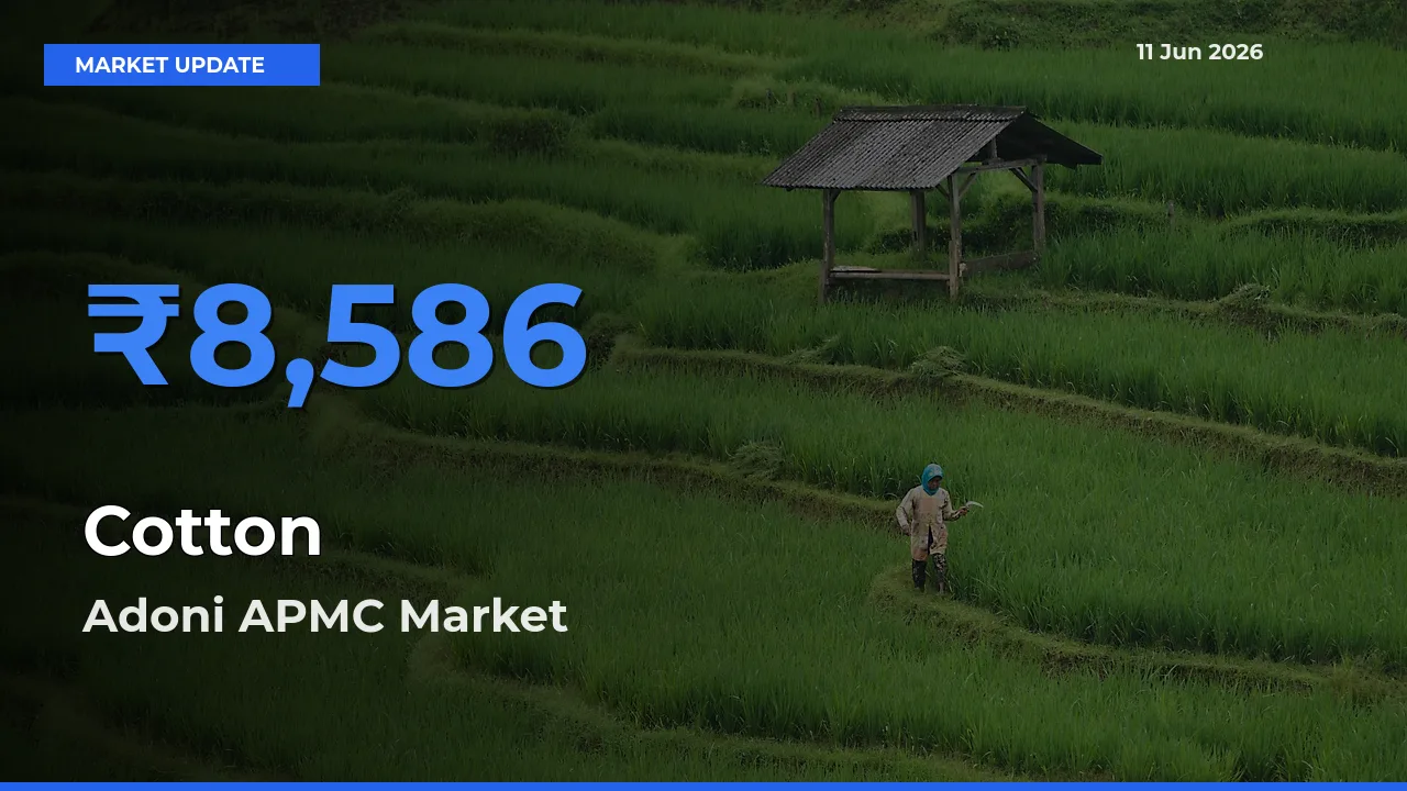 Adoni APMC Tops Cotton Rates – June 11 Market Update