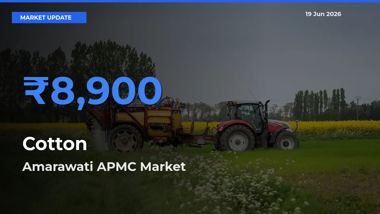 Amarawati APMC Leads as Top Mandi for Cotton Prices