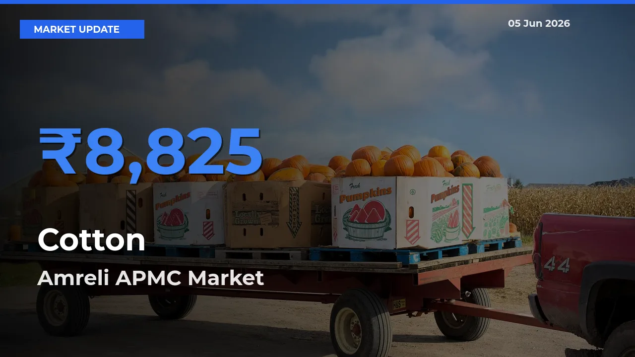 Cotton Mandi Rate Today: Amreli APMC Tops the List