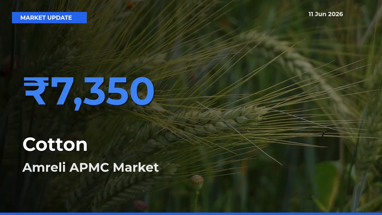 Top Performer! Amreli APMC Offers Best Cotton Price Today