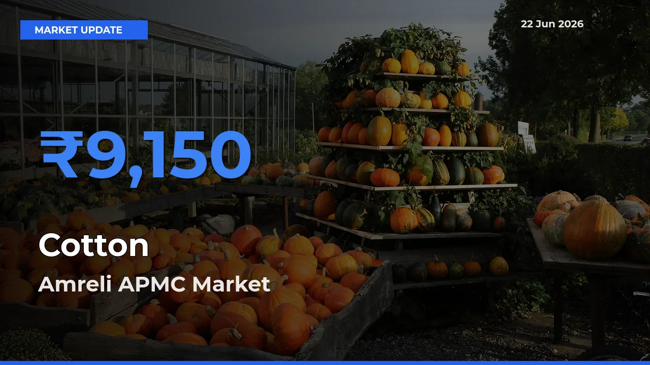 Top Performer! Amreli APMC Offers Best Cotton Price Today