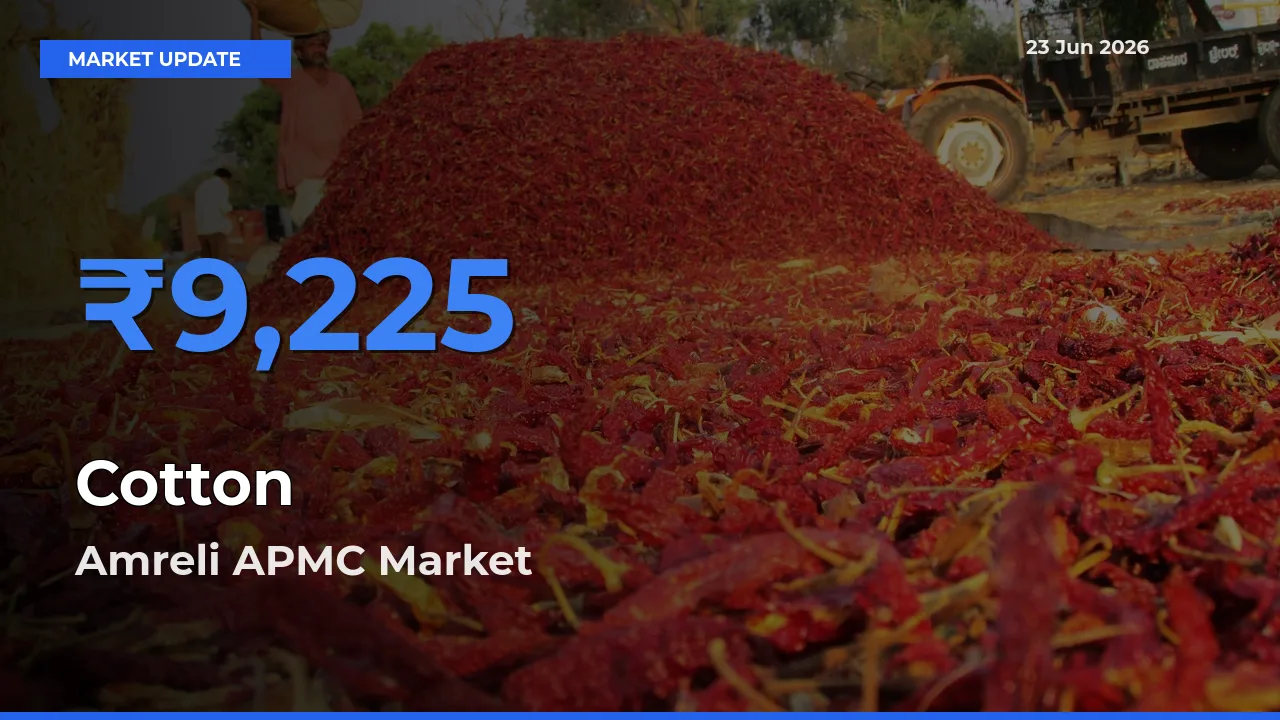 Amreli APMC Tops Cotton Rates – June 23 Market Update