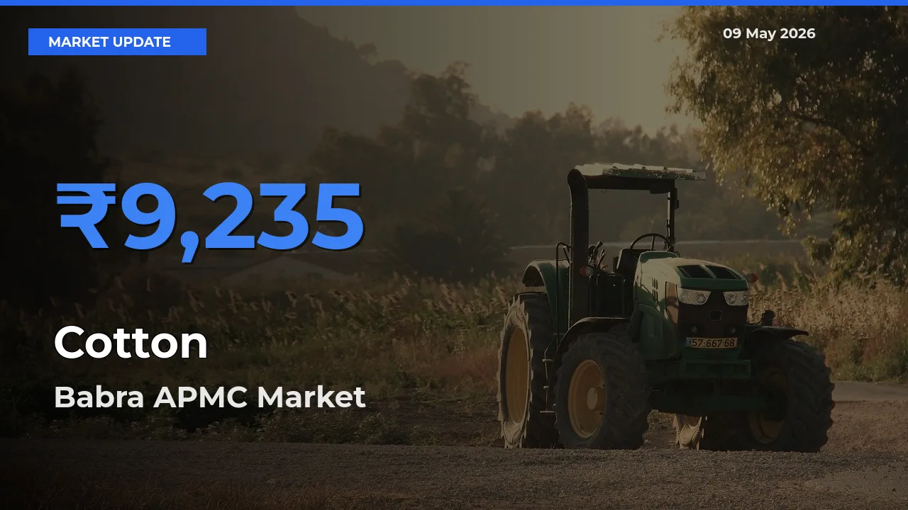 Babra APMC Emerges as Top Mandi for Cotton Prices Today