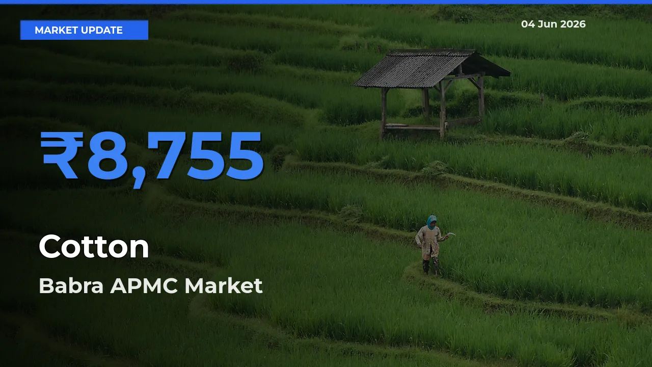 Cotton Mandi Rate Today: Babra APMC Tops the List