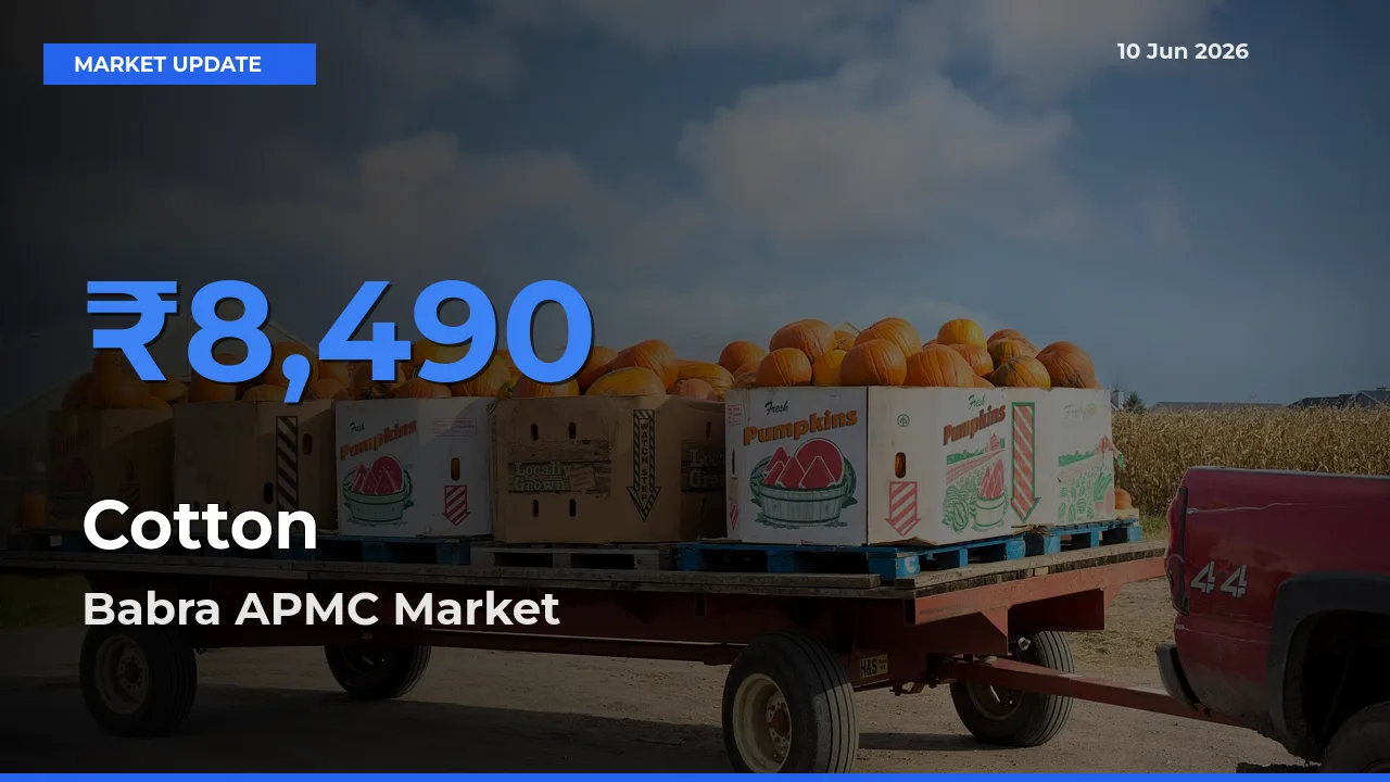 Babra APMC Leads as Top Mandi for Cotton Prices