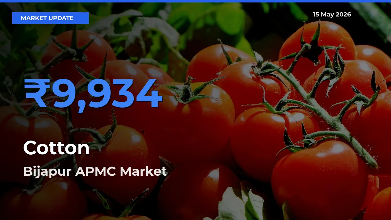 Bijapur APMC Tops Cotton Rates – May 15 Market Update