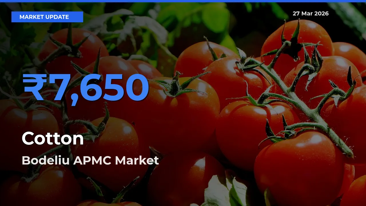 Bodeliu APMC Offers ₹7,650 – Highest Cotton Rate Today