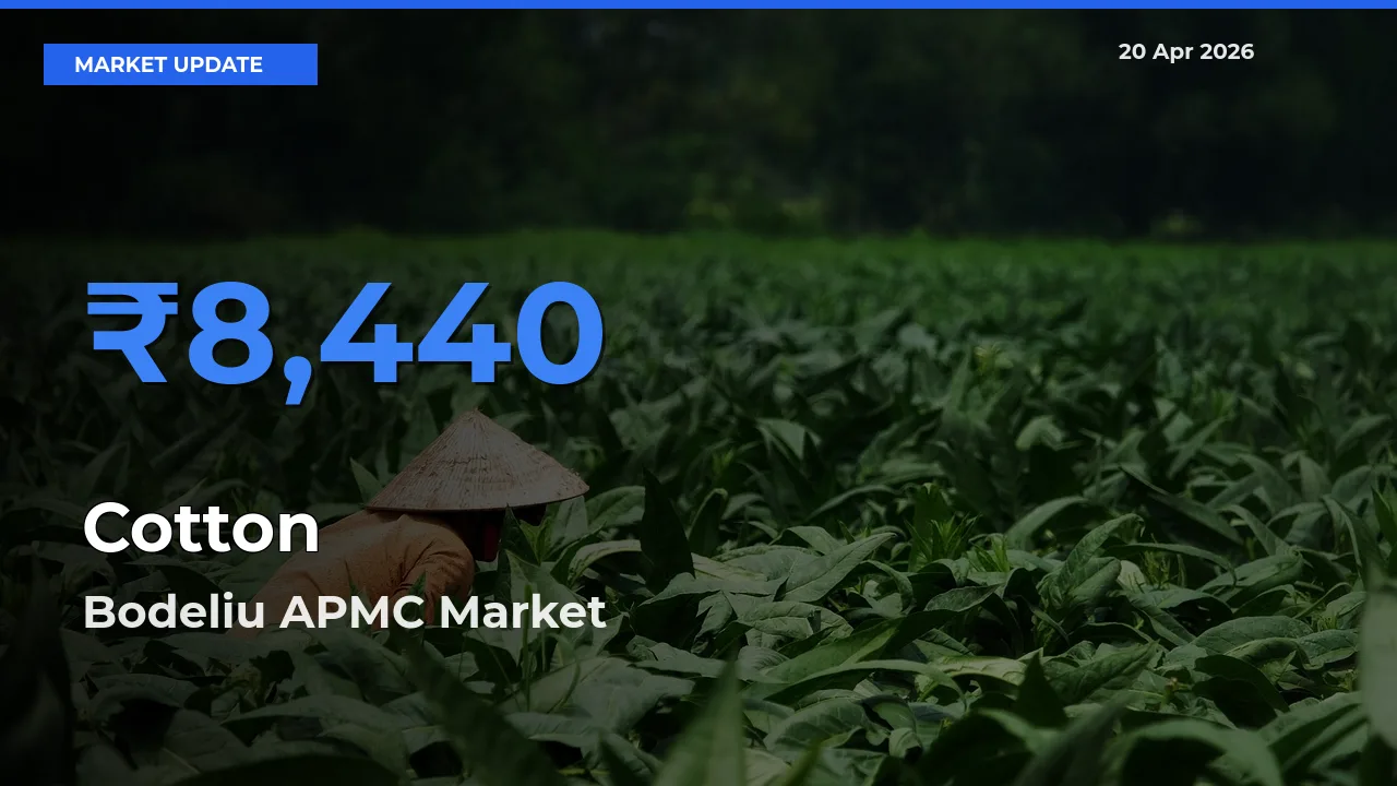 Bodeliu APMC Leads as Top Mandi for Cotton Prices
