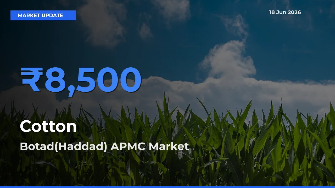 Botad(Haddad) APMC Emerges as Top Mandi for Cotton Prices Today
