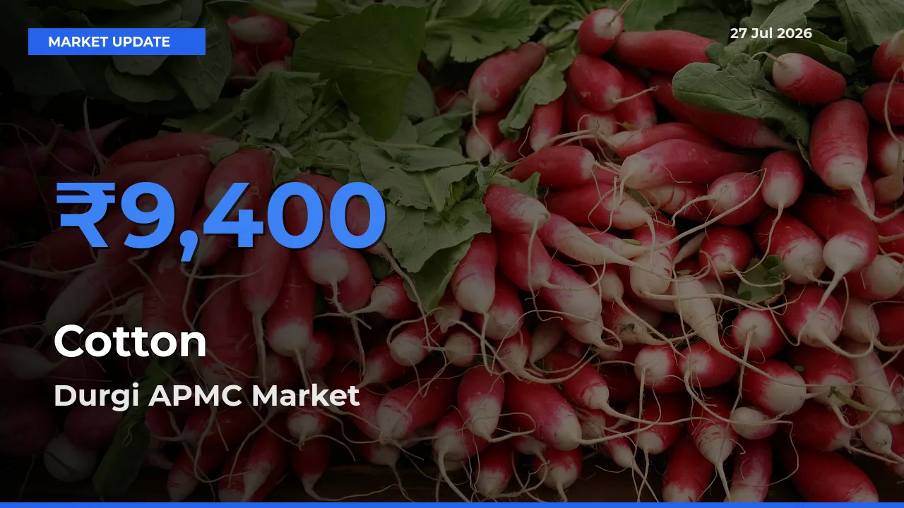 Durgi APMC, Palnadu, Andhra Pradesh Records Highest ₹9,400 Rate for Cotton