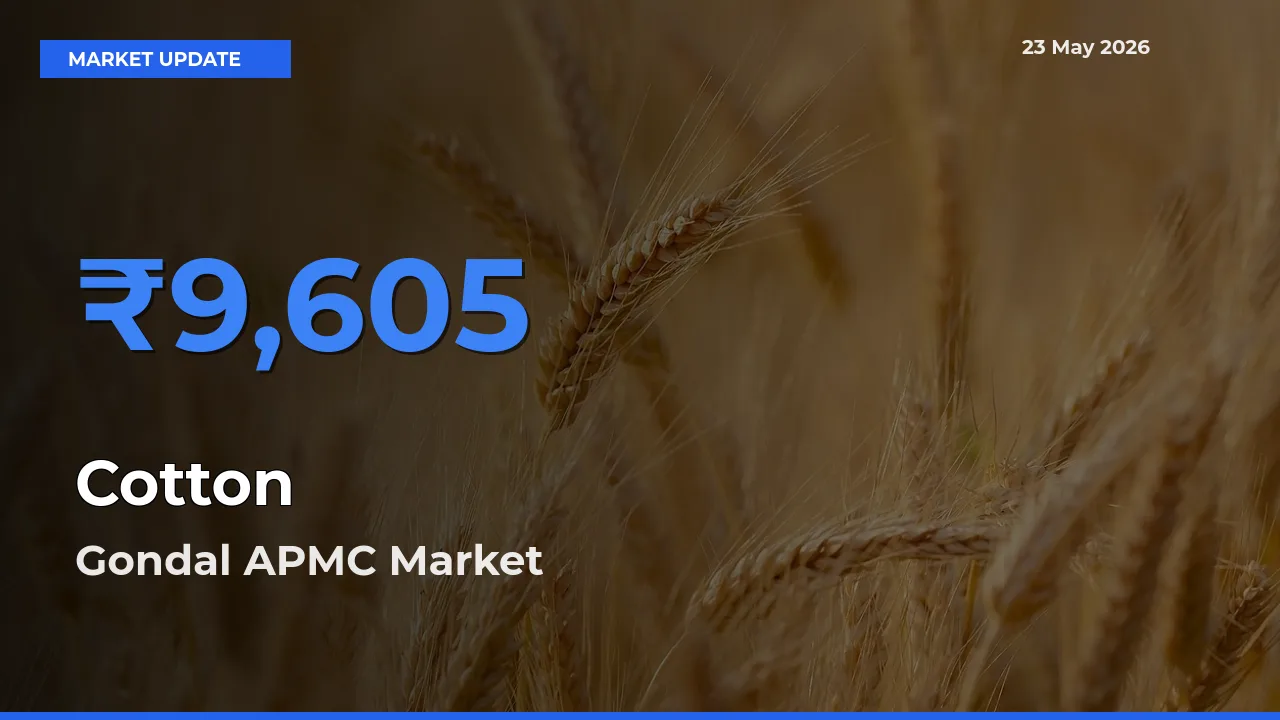 Gondal APMC Tops Cotton Rates – May 23 Market Update