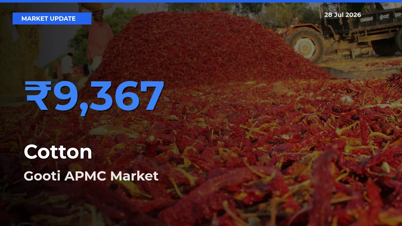 Gooti APMC, Ananthapuramu, Andhra Pradesh Offers ₹9,367 – Highest Cotton Rate Today