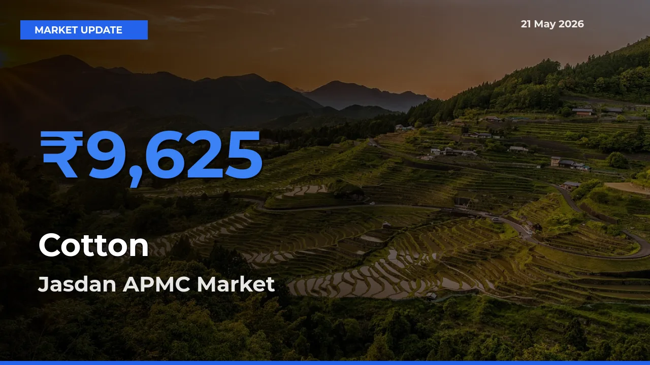 Market Watch: Jasdan APMC Becomes Top Mandi for Cotton