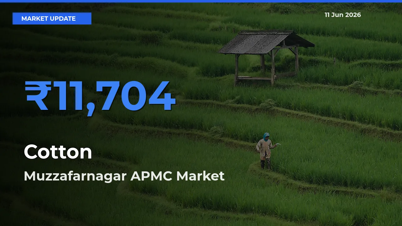 Cotton Mandi Rate Today: Muzzafarnagar APMC Tops the List