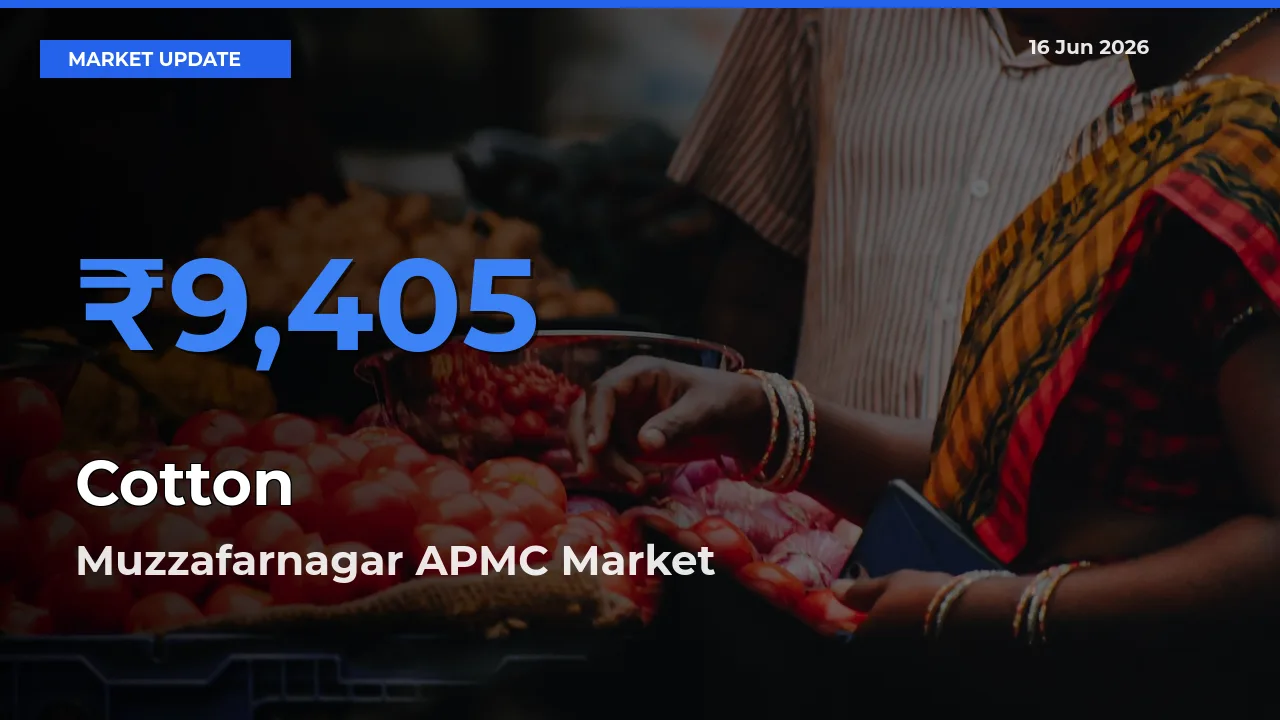 Farmers Prefer Muzzafarnagar APMC as Cotton Hits Highest Rate